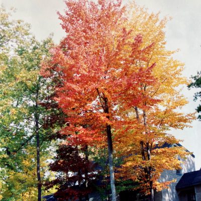 autumn-colors-trees